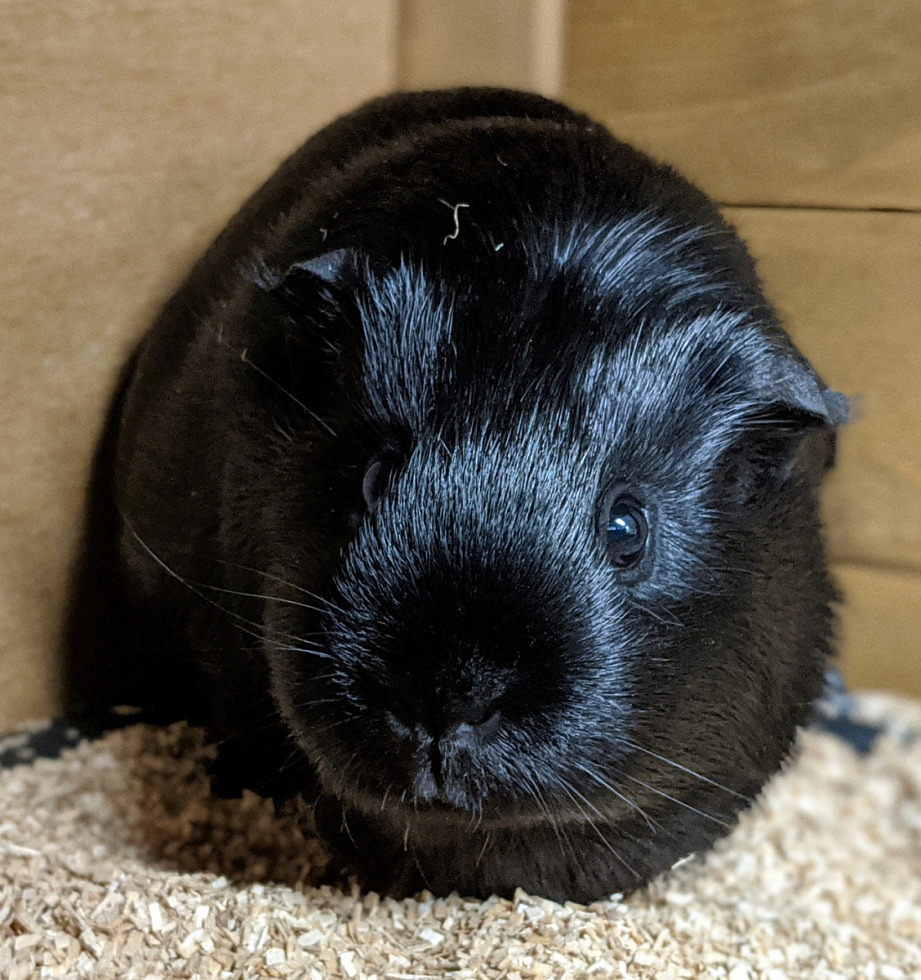 Speedy Pig